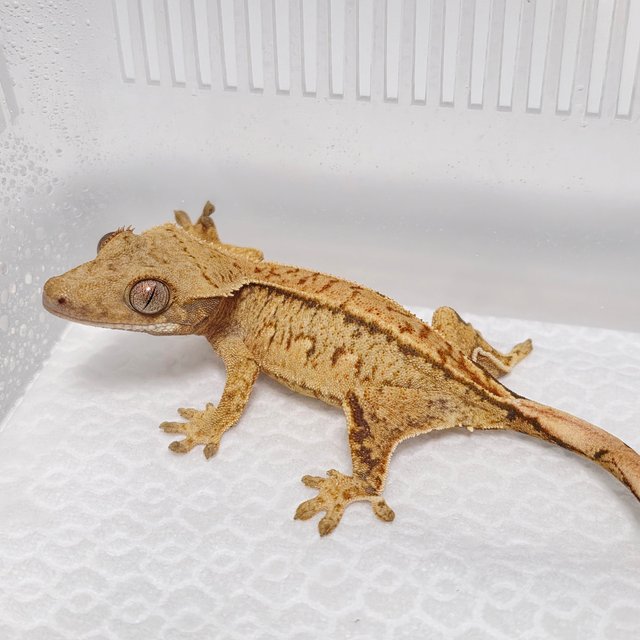 노멀 크림 크림시클