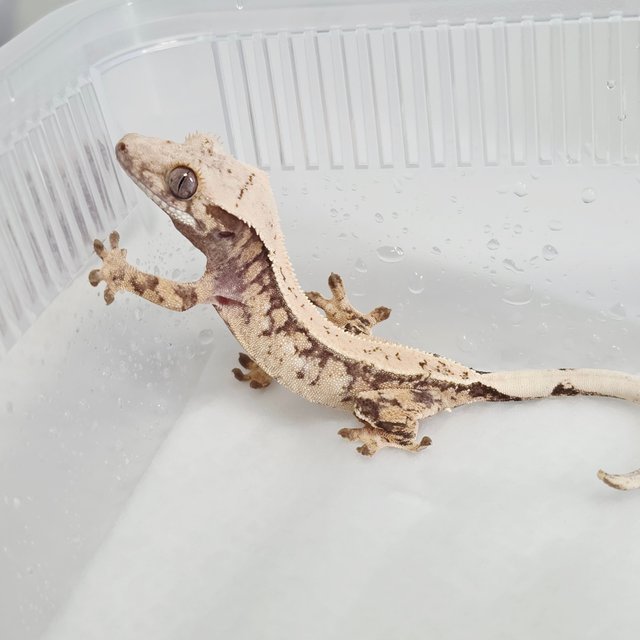 노멀 트라이 드리피