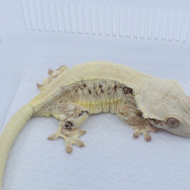 릴리화이트 트라이