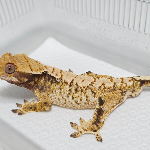 노멀 화이트스팟