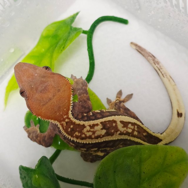 카푸치노 풀핀 핀스트라이프