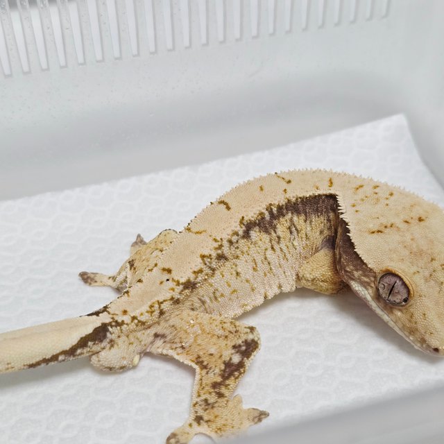 노멀 화이트스팟