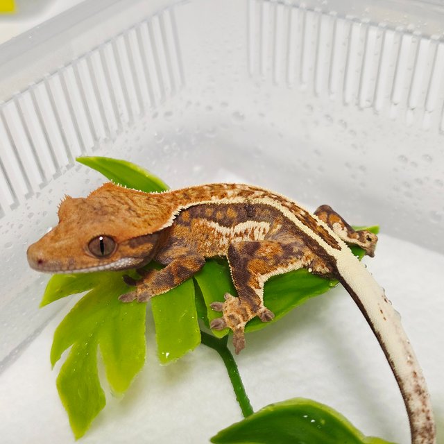 카푸치노 풀핀 핀스트라이프