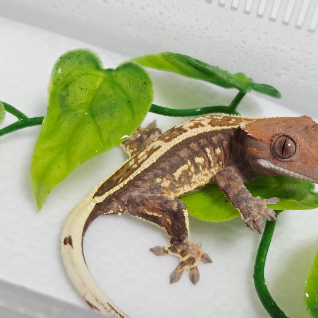 카푸치노 풀핀 핀스트라이프