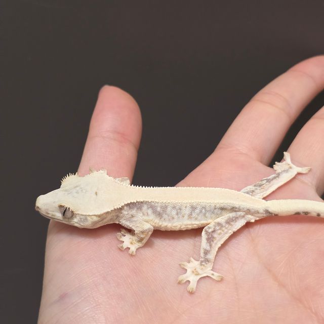 릴리화이트 트라이