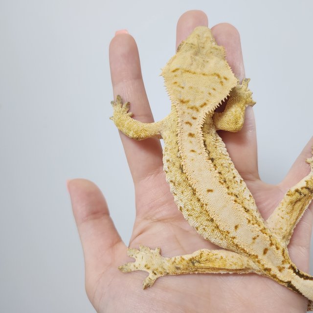 노멀 크림 크림시클