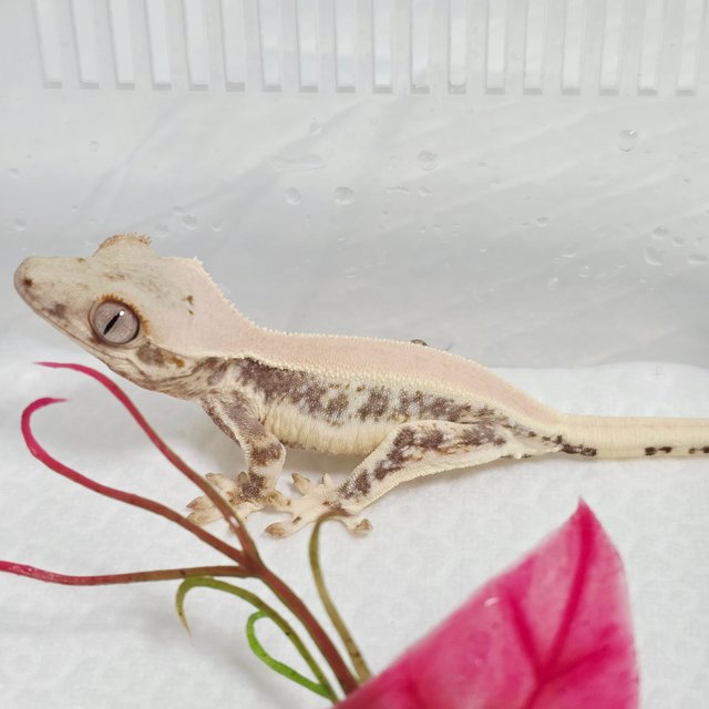 릴리화이트 솔리드백