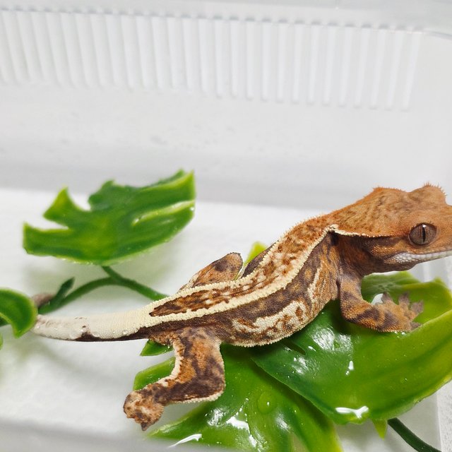 카푸치노 풀핀 핀스트라이프