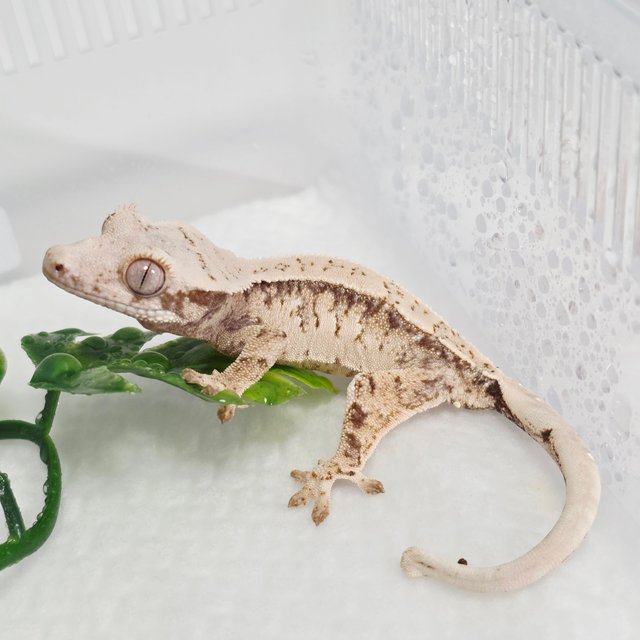 노멀 트라이 드리피