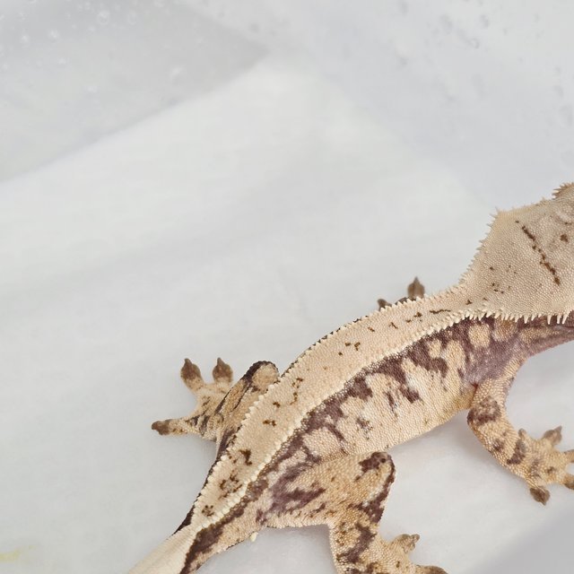 노멀 트라이 드리피