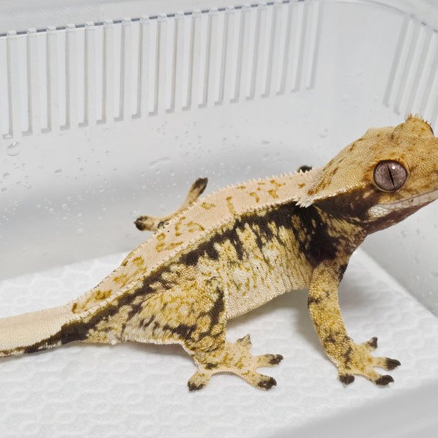 노멀 화이트스팟