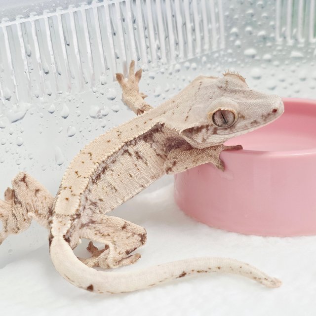 노멀 트라이 드리피