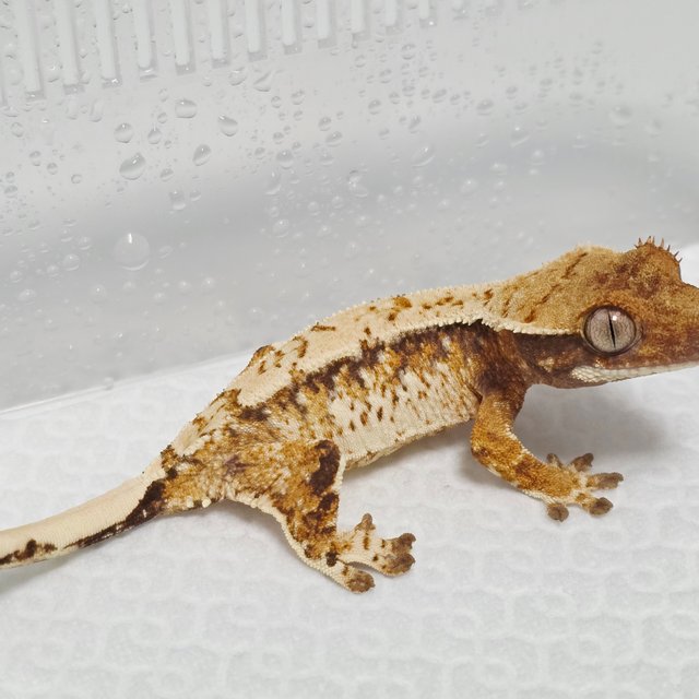 노멀 트라이 화이트스팟