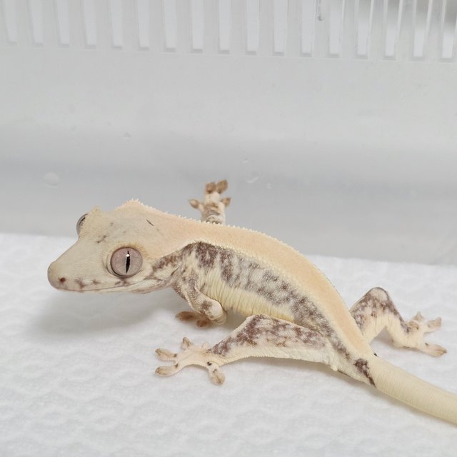 릴리화이트 솔리드백