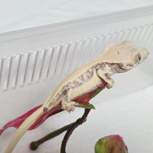 릴리화이트 솔리드백