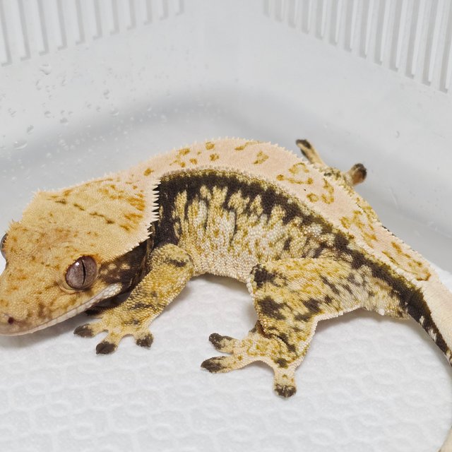 노멀 화이트스팟