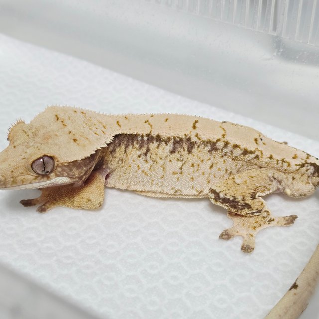 노멀 화이트스팟