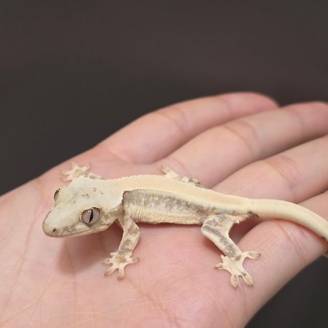 릴리화이트 트라이