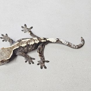 세이블