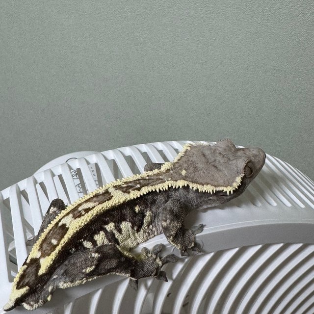 트라이 카푸치노