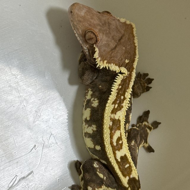 트라이 카푸치노