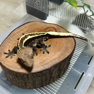 카푸치노