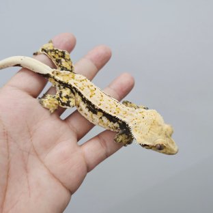 화이트스팟 화이트포트홀 익스트림할리퀸