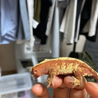 레드