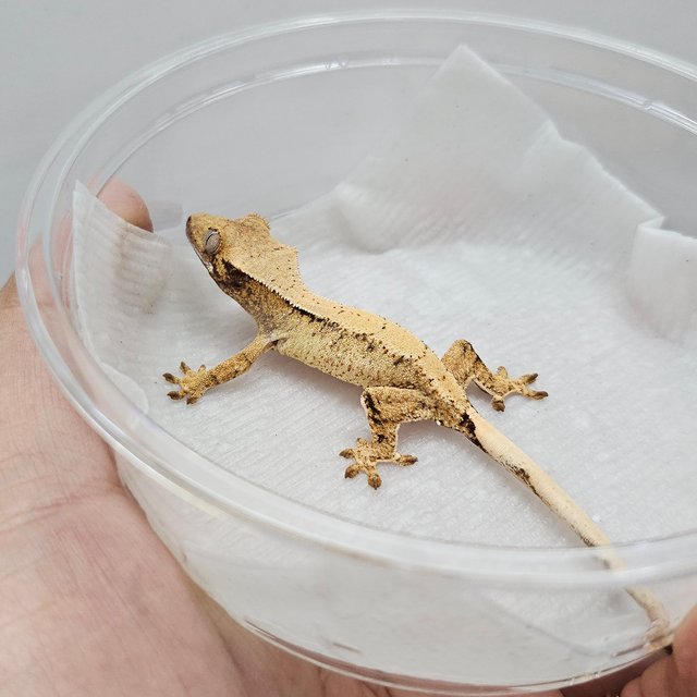 옐로우 화이트스팟