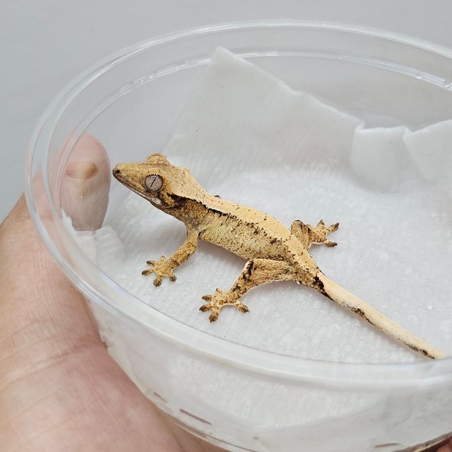 옐로우 화이트스팟