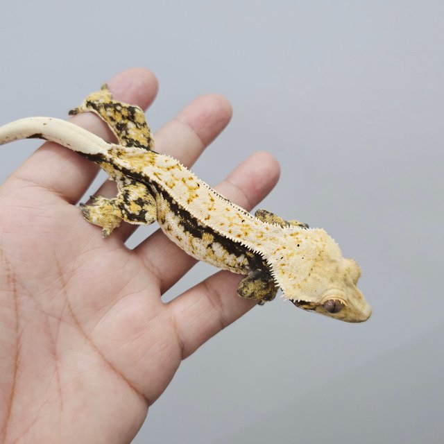 화이트스팟 화이트포트홀 익스트림할리퀸