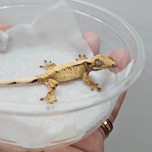 옐로우 화이트스팟