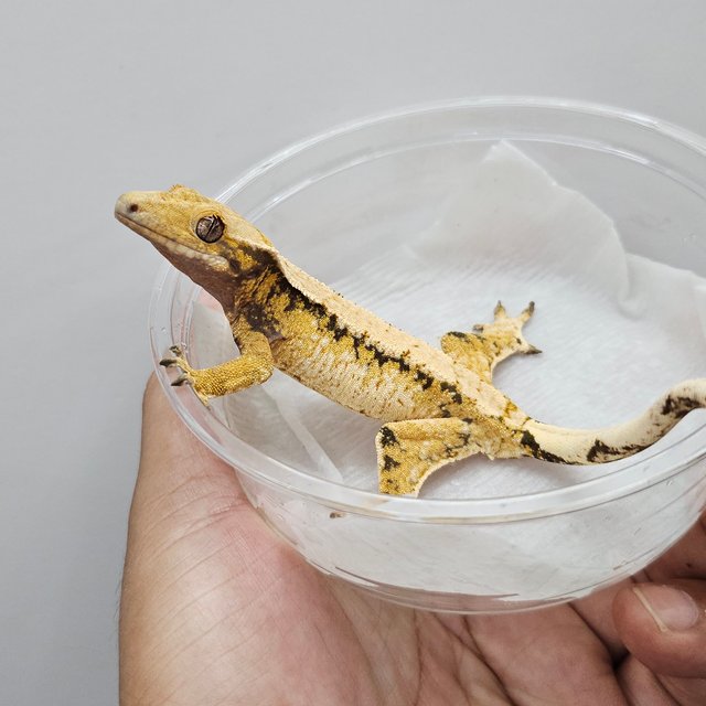 화이트스팟 익스트림할리퀸