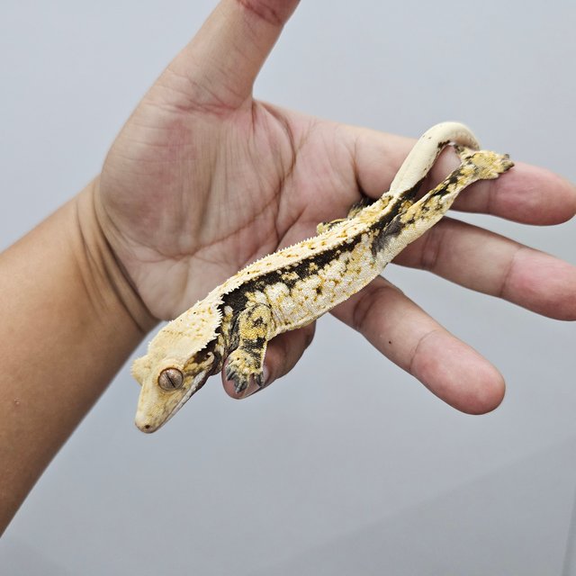 화이트스팟 화이트포트홀 익스트림할리퀸