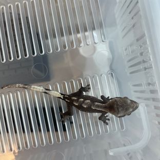 아잔틱