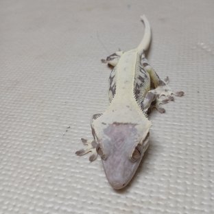 프랍이