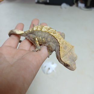 하이파이브