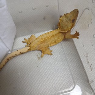 얀 소비에스키 3세
