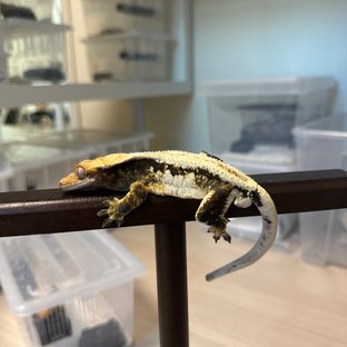 릴리화이트 엠티백 화이트핀