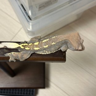 카푸치노 텐저린