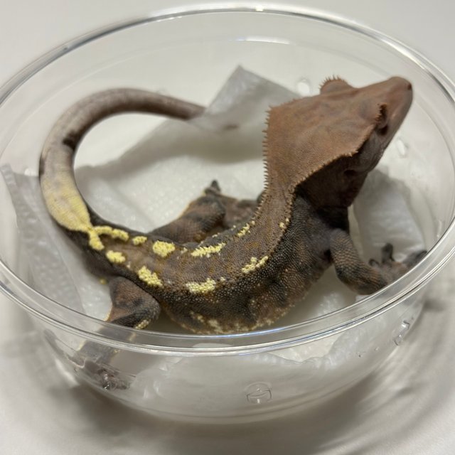 카푸치노 트라이 텐저린 타이거