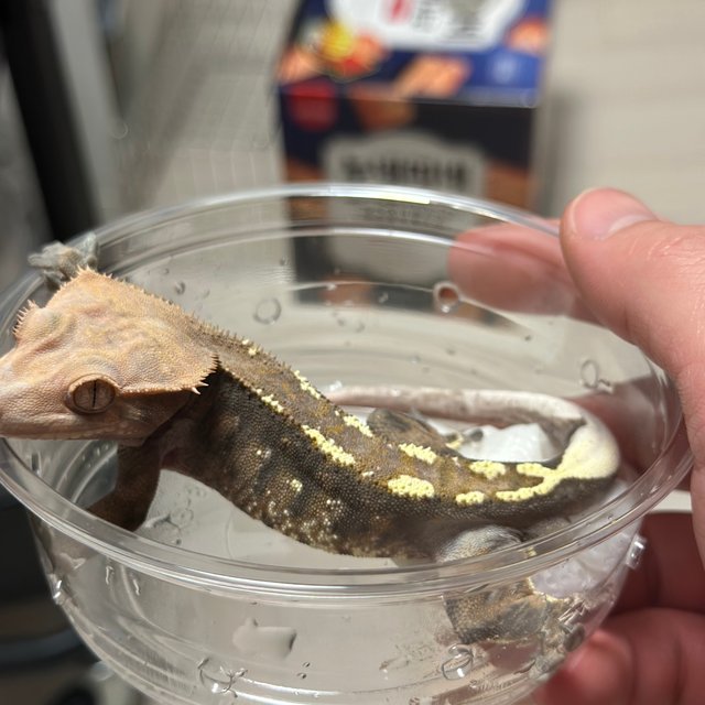 카푸치노 트라이 텐저린 타이거