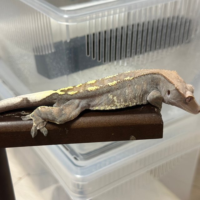 카푸치노 텐저린