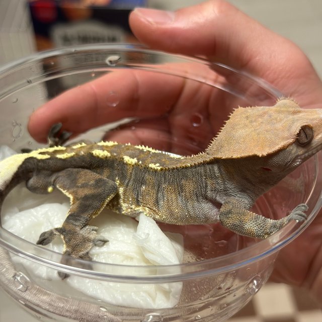 카푸치노 트라이 텐저린 타이거