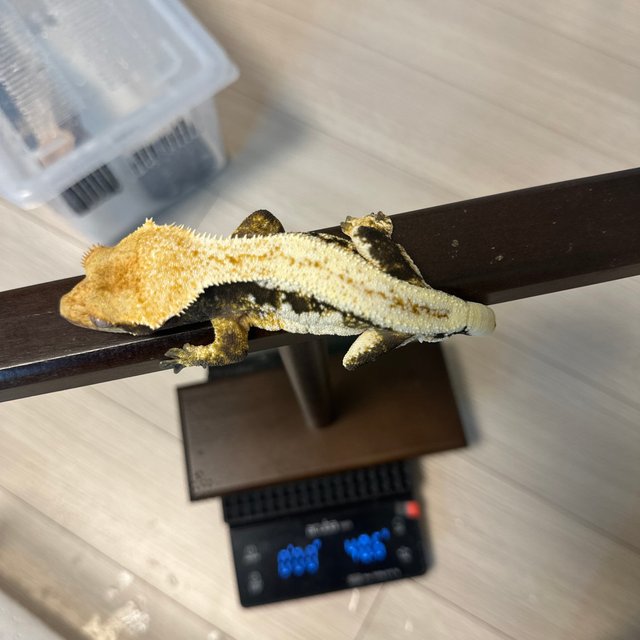 릴리화이트 엠티백 화이트핀