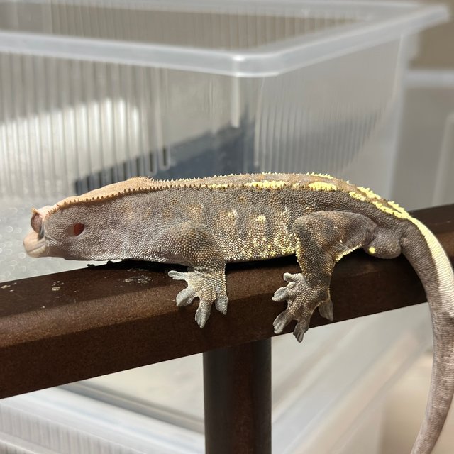 카푸치노 텐저린