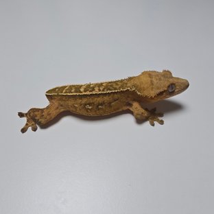 100%헷아잔틱 풀핀