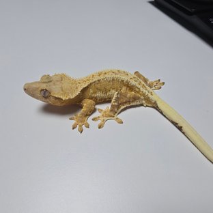 릴리100%헷아잔틱