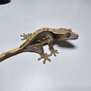 100%헷아잔틱 풀핀