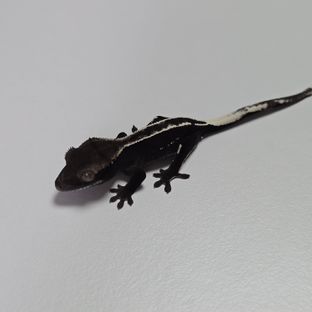 아잔틱